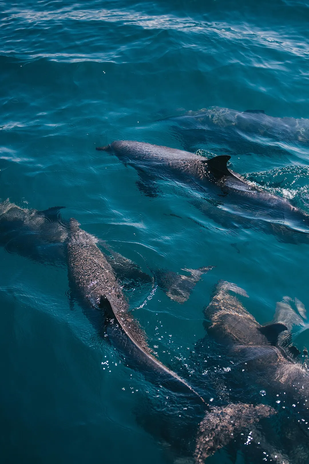 Several dolphins swimming just below the surface of deep blue water
