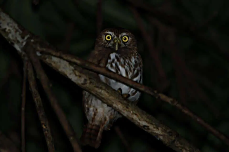 Small spotted owl perched on a branch at night, lit by a guide's flashlight