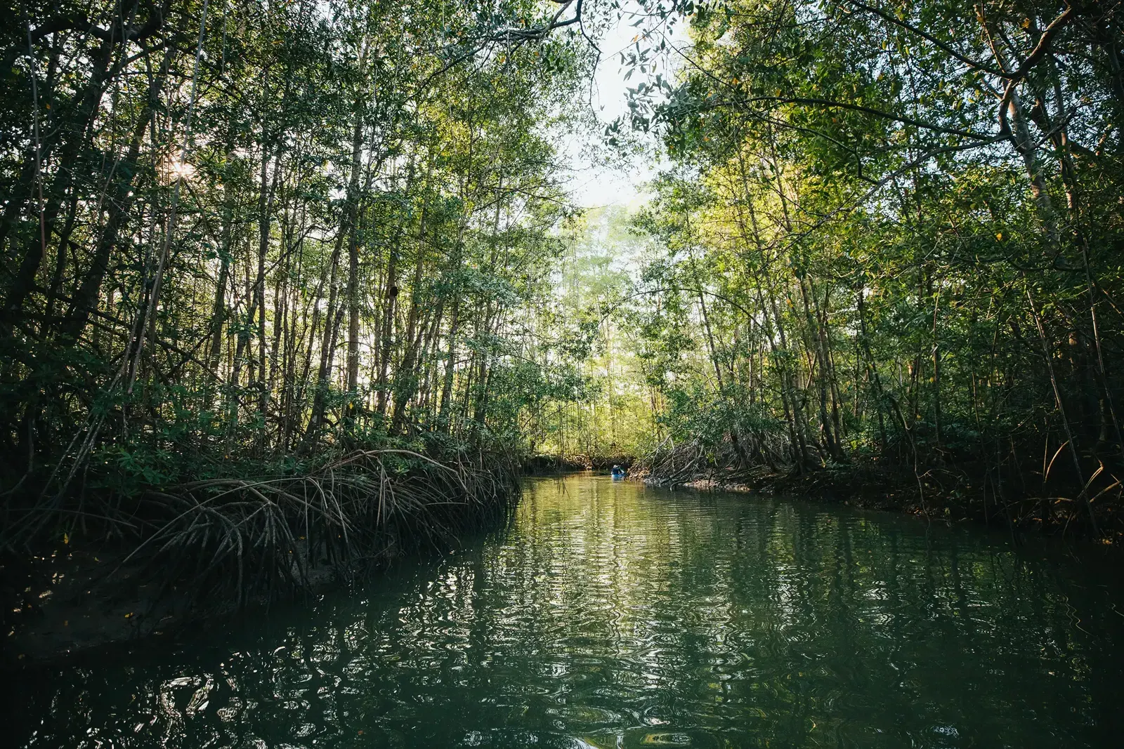 Calm mangrove channel bordered by tall mangrove trees
