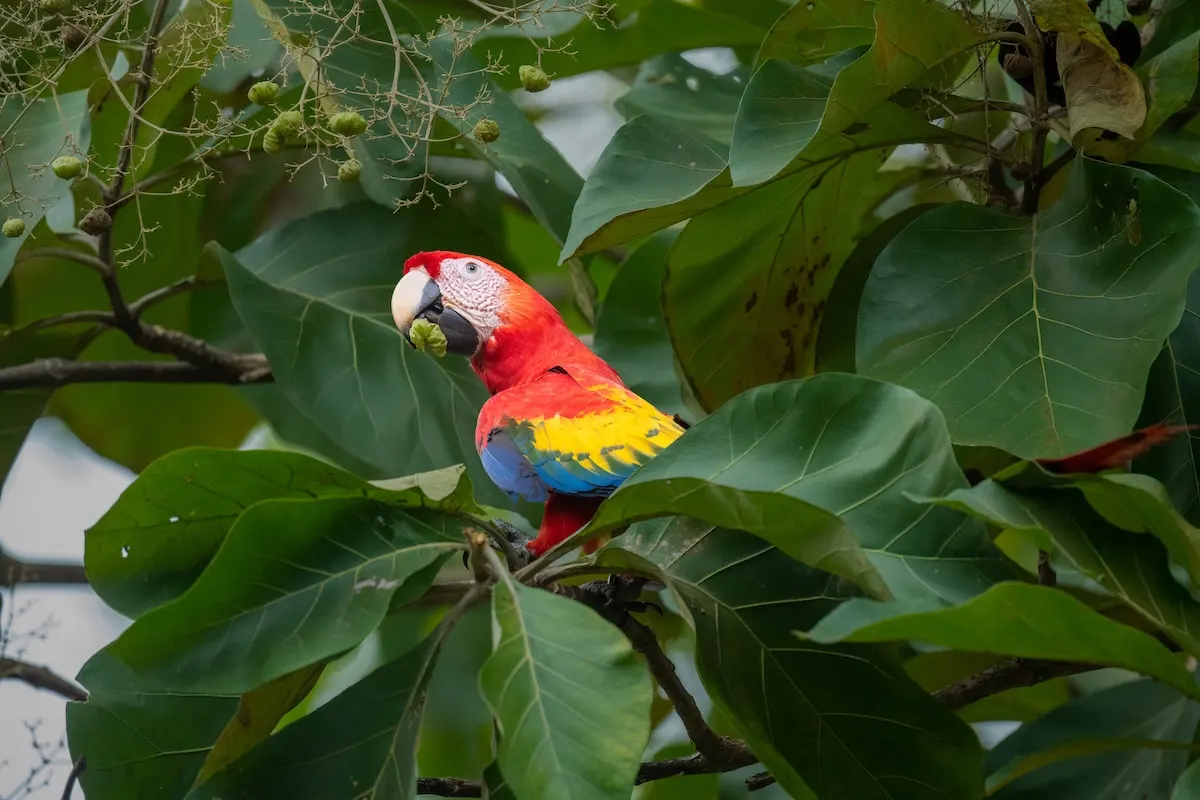 Scarlet macaw perched among broad green leaves