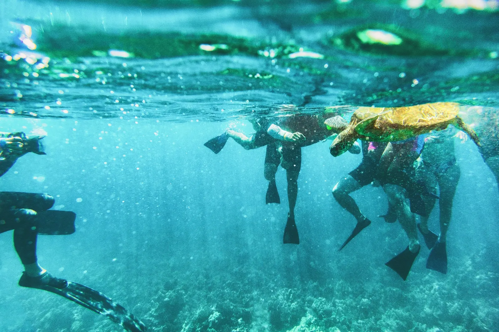 Snorkelers in fins swim beside a sea turtle in clear turquoise water, seen from below the surface