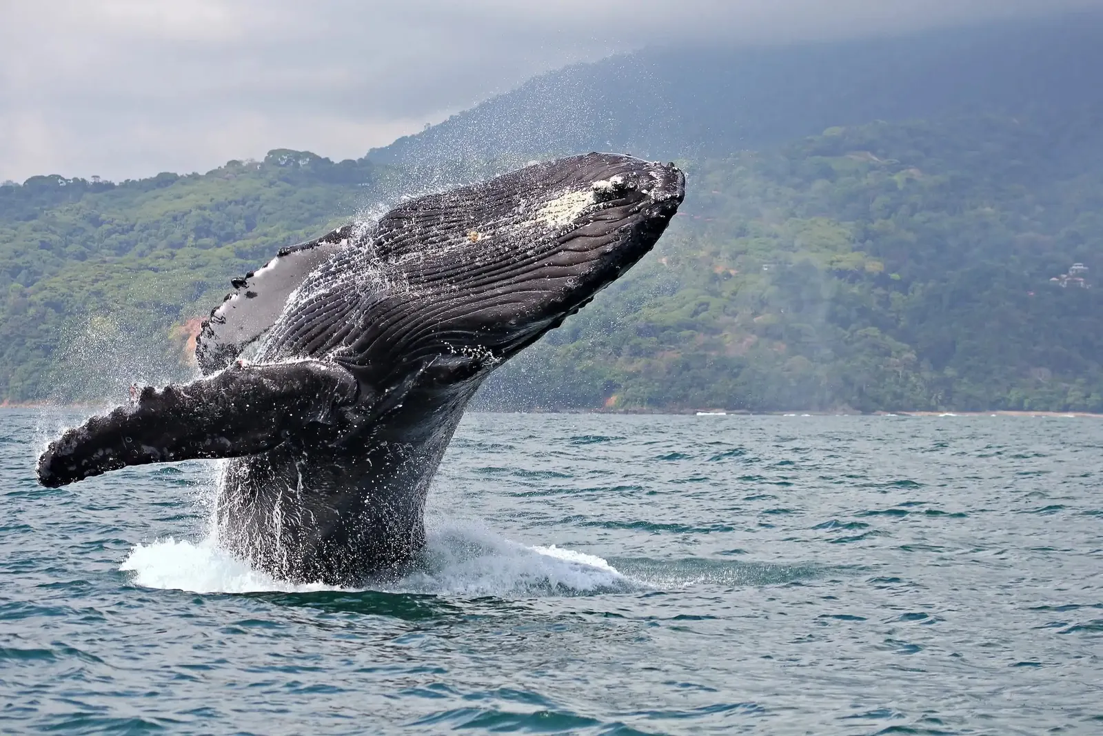 A humpback whale breaching beside the rainforest coast, one long pectoral fin raised out of the water