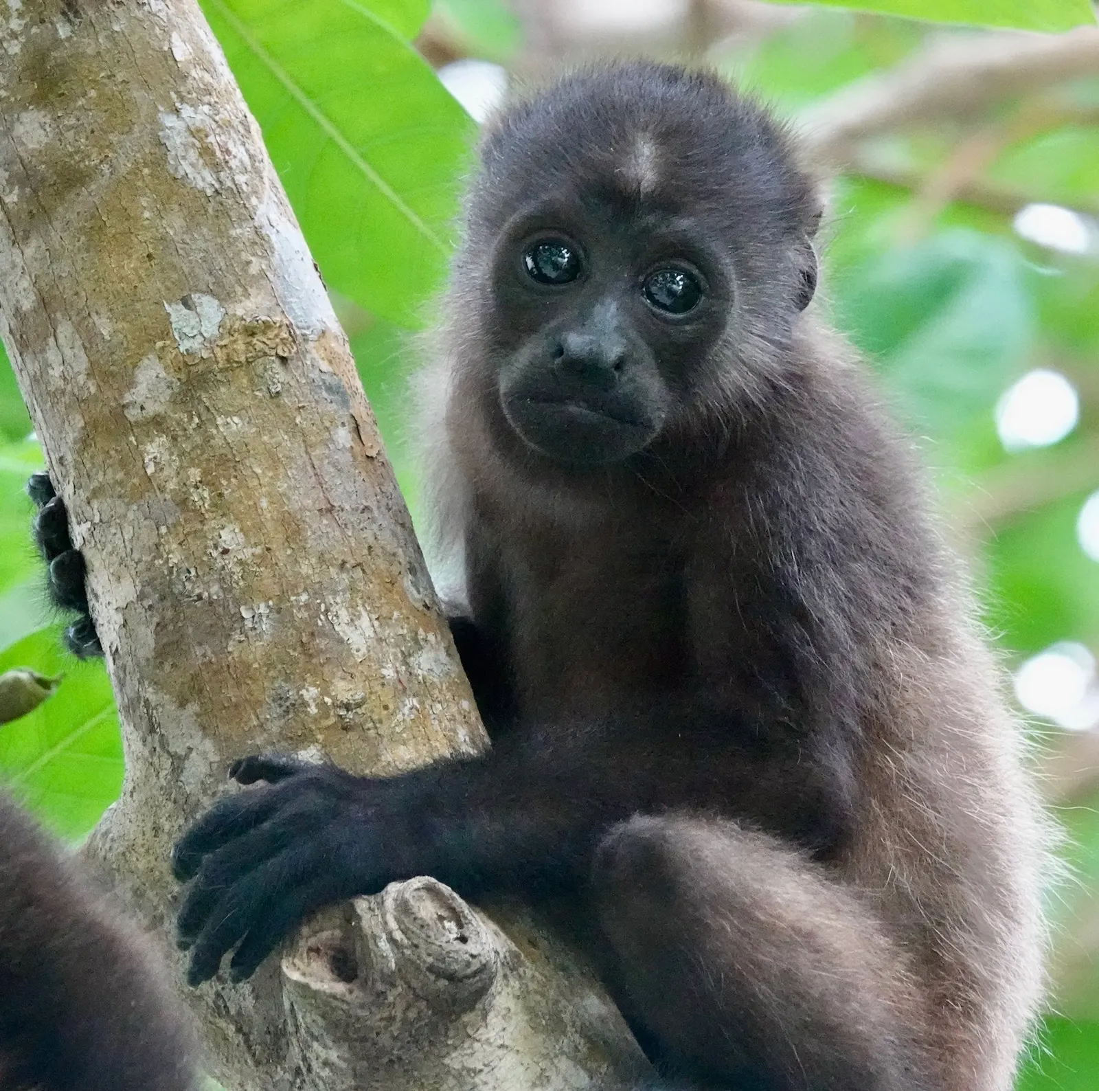 A baby howler monkey sits alone on a branch, looking toward the camera