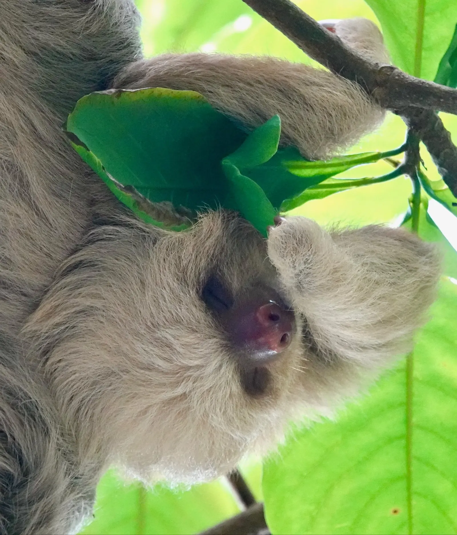 A sloth rests with its eyes closed, a green leaf draped over its head