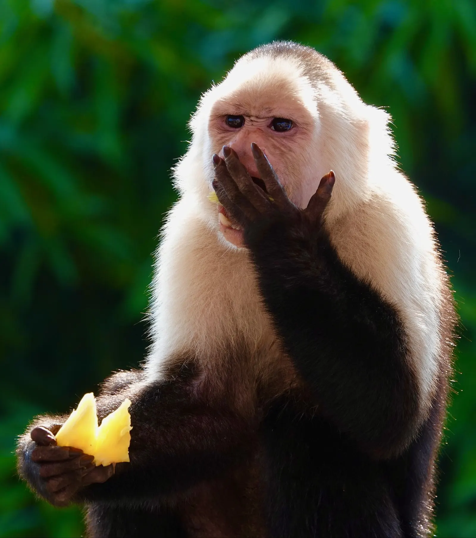 A white-faced capuchin monkey holds a piece of mango