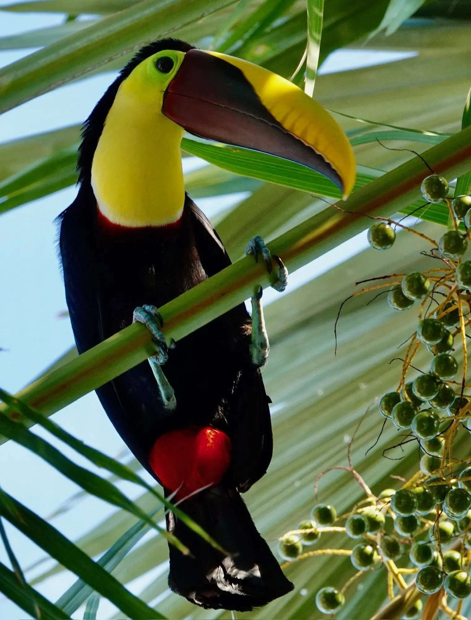 A yellow-throated toucan reaches its bill toward a cluster of green palm fruit